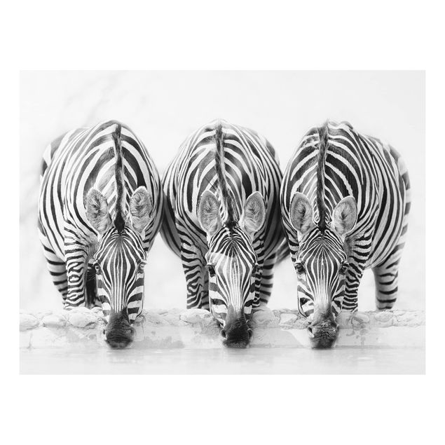 Wanddeko Wohnzimmer Zebra Trio schwarz-weiß