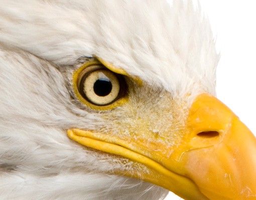 Wanddeko Tiere Eye Of The Eagle