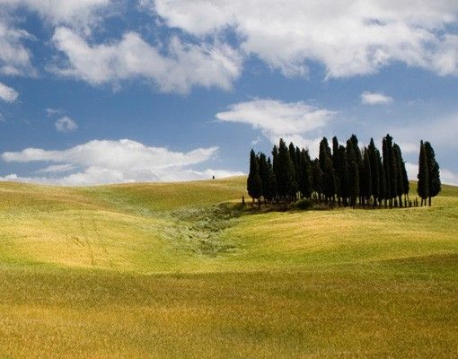 Wanddeko Landschaft Zypressen in der Toskana