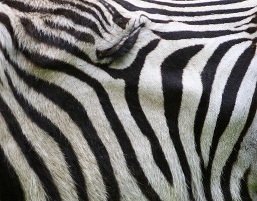 Wohndeko Tiere Brüllendes Zebra