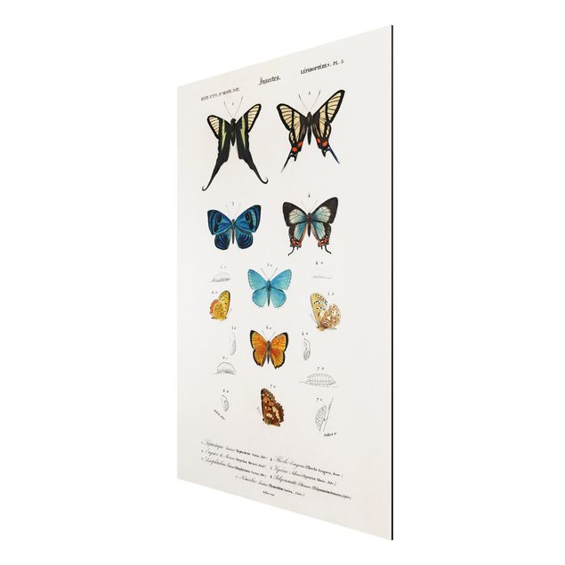 Wanddeko Flur Vintage Lehrtafel Schmetterlinge I