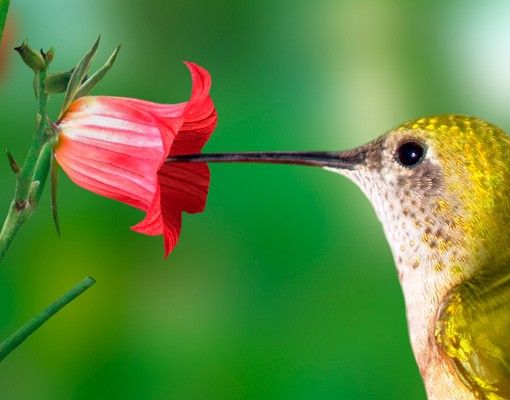 Wohndeko Blume Kolibri und Blüte