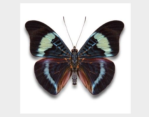 Wanddeko Flur Lepidoptera
