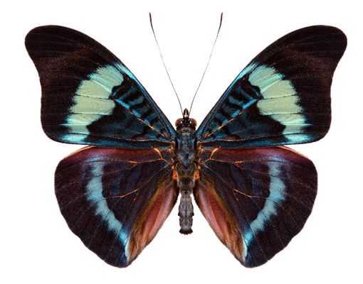 Wanddeko Esszimmer No.423 Lepidoptera