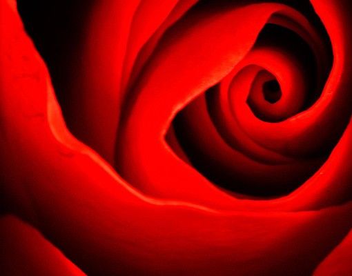 Wohndeko Blume Liebliche Rose