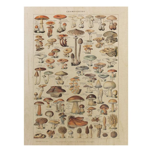 Wanddeko Küche Vintage Lehrtafel Pilze