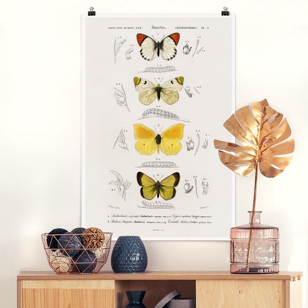 Wanddeko gelb Vintage Lehrtafel Schmetterlinge II