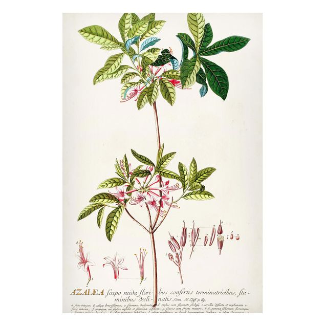 Wanddeko Flur Vintage Botanik Illustration Azalee
