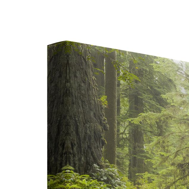 Wanddeko über Sofa Del Norte Coast Redwoods State Park Kalifornien
