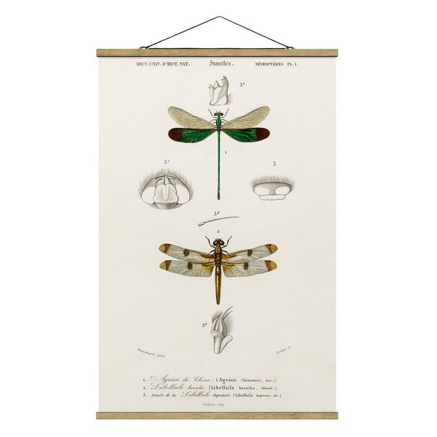 Wanddeko Flur Vintage Lehrtafel Libellen