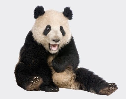Wanddeko Büro Lachender Panda