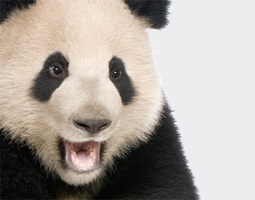 Wanddeko Babyzimmer Lachender Panda