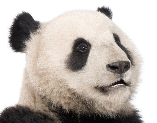 Wanddeko Jungenzimmer No.509 Sitzender Panda