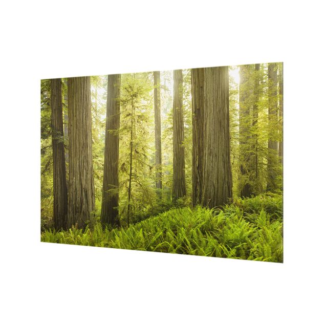 Wanddeko Wald Redwood State Park Waldblick