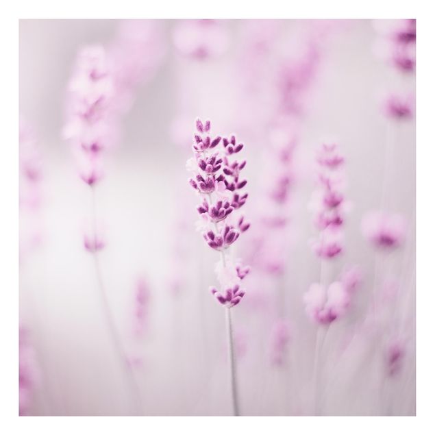 Wanddeko Flur Zartvioletter Lavendel