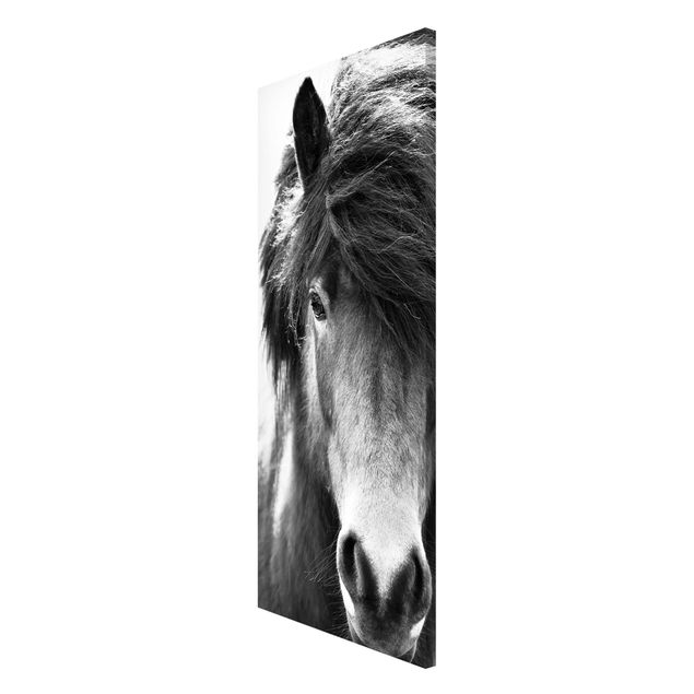 Wanddeko Büro Island Pferd in Schwarz-weiß