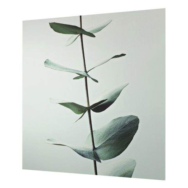 Glasrückwand Küche Blumen Symmetrischer Eukalyptuszweig