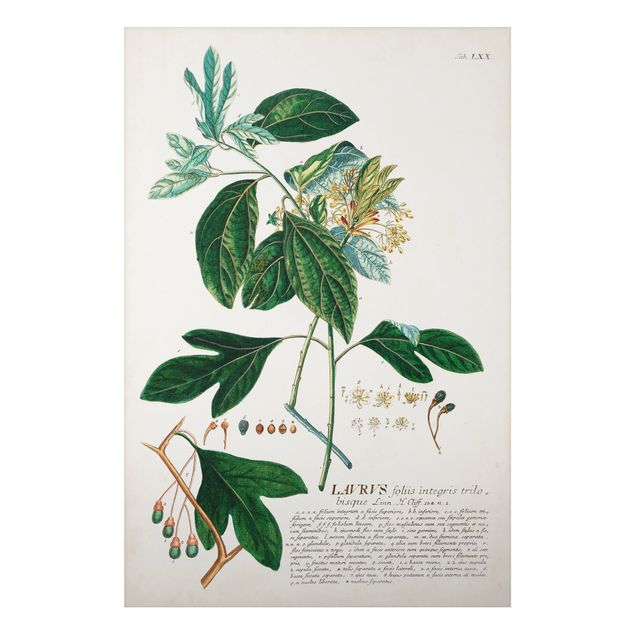 Wanddeko Esszimmer Vintage Botanik Illustration Lorbeer
