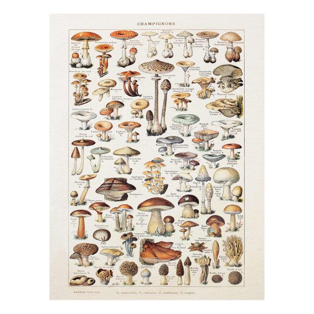 Wanddeko Küche Vintage Lehrtafel Pilze