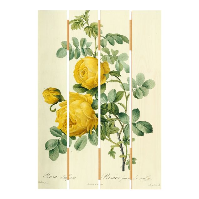 Wanddeko Blume Pierre Joseph Redouté - Rosa Sulfurea