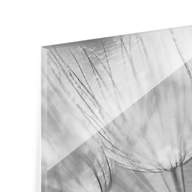 Wanddeko Fotografie Pusteblumen Makroaufnahme in schwarz weiß