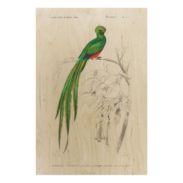 Wanddeko Flur Vintage Lehrtafel Tropischer Vogel I