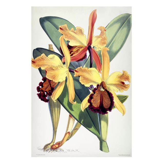 Wanddeko gelb Walter Hood Fitch - Orchidee