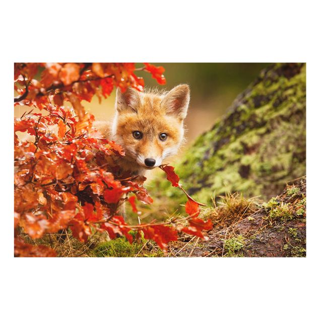 Wanddeko Fotografie Fuchs im Herbst