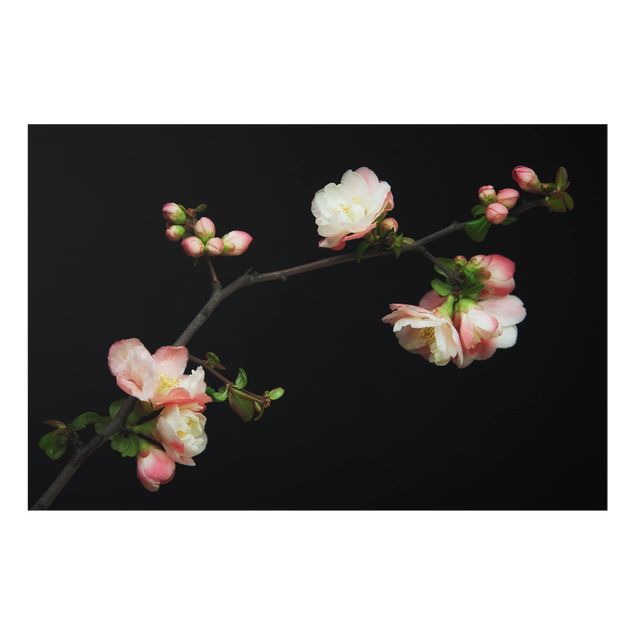 Deko Fotografie Blütenzweig Apfelbaum