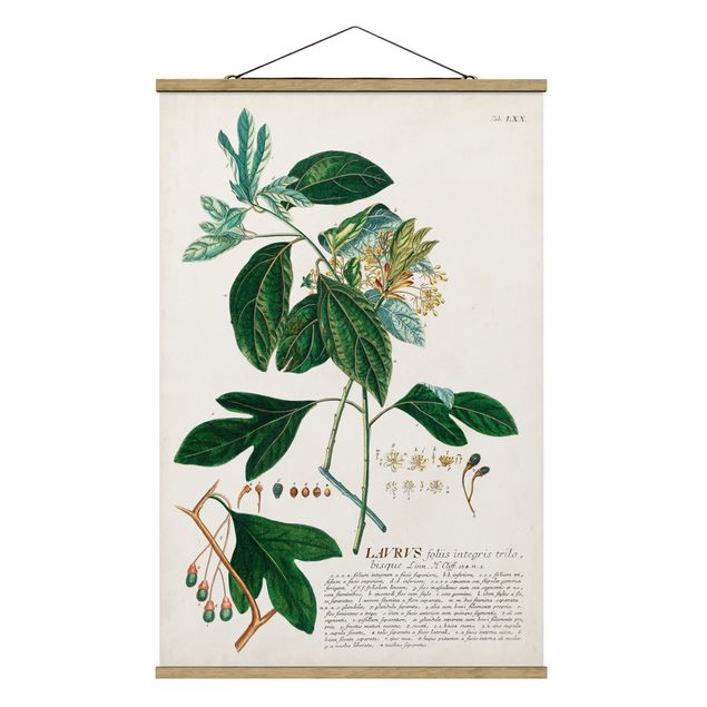 Wanddeko Büro Vintage Botanik Illustration Lorbeer