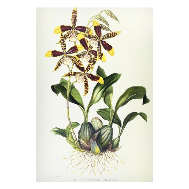 Wohndeko Blume Maxim Gauci - Orchidee II