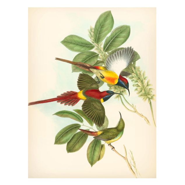 Wanddeko Esszimmer Vintage Illustration Tropische Vögel III