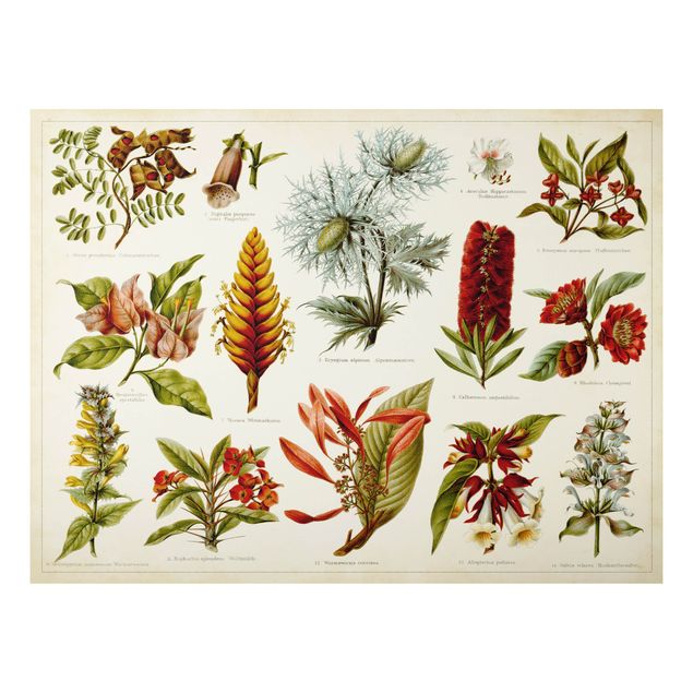 Deko Blume Vintage Lehrtafel Tropische Botanik I