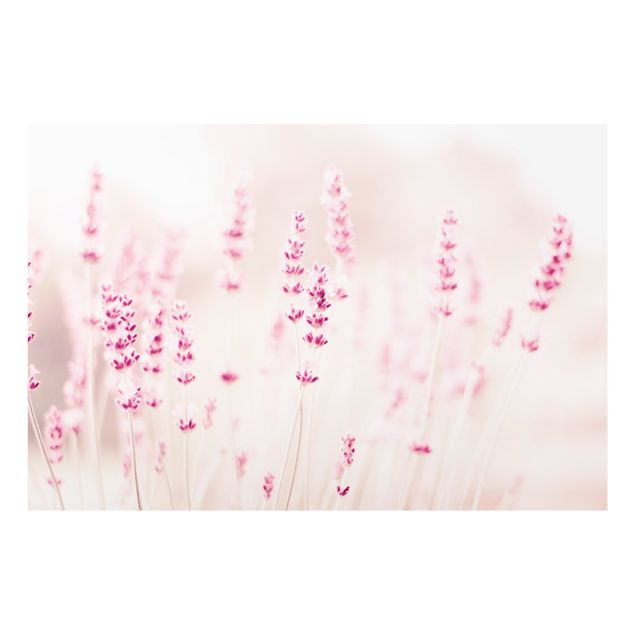 Wanddeko Fotografie Zartrosaner Lavendel
