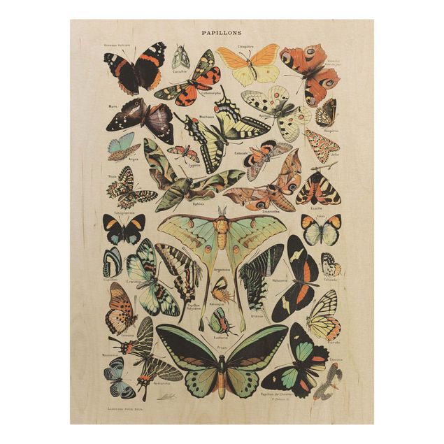 Wanddeko Flur Vintage Lehrtafel Schmetterlinge und Falter