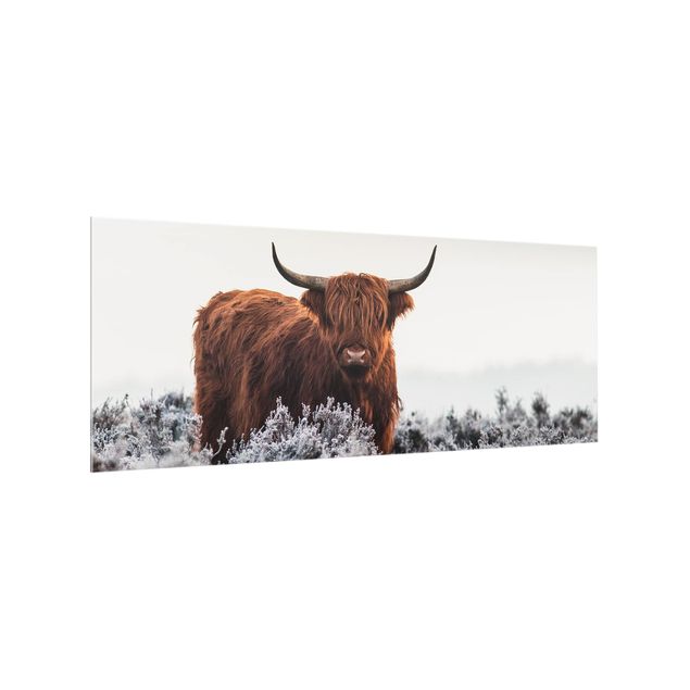 Wanddeko Fotografie Bison in den Highlands