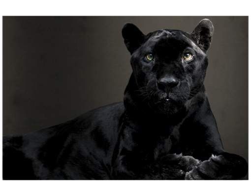 Wanddeko Flur Black Puma