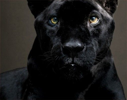 Wanddeko schwarz Black Puma