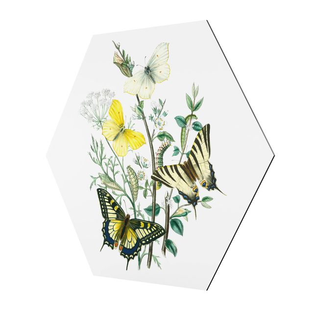 Wandbilder Schmetterlinge Britische Schmetterlinge III