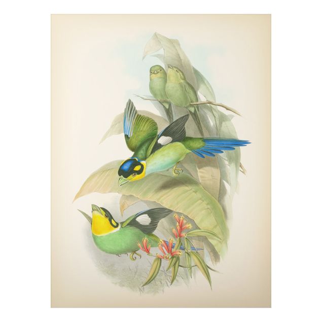 Wanddeko Flur Vintage Illustration Tropische Vögel