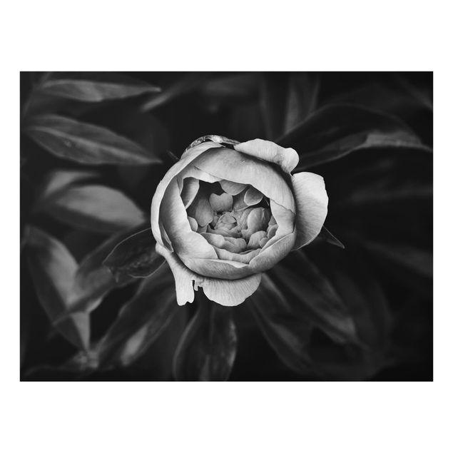 Deko Rose Pfingstrosenblüte vor Blättern Schwarz Weiß