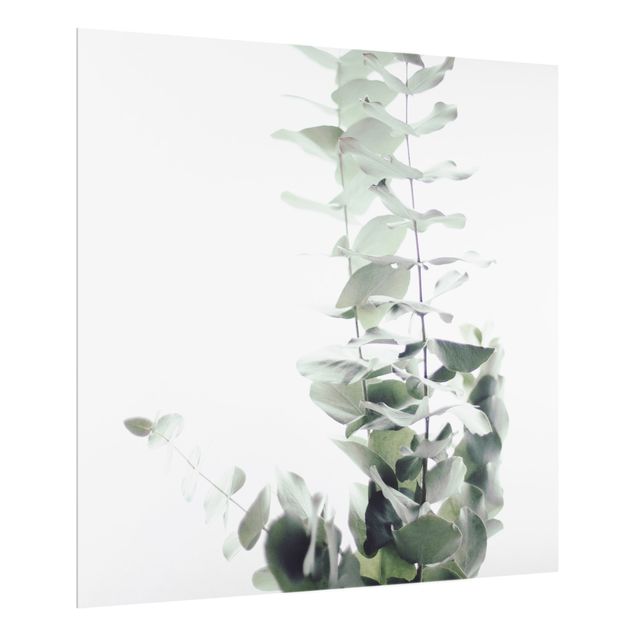 Wanddeko Pflanzen Eukalyptus im Weißen Licht