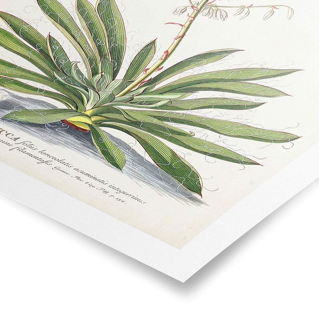 Wanddeko grün Vintage Botanik Illustration Yucca