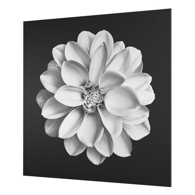 Glasrückwand Küche Blumen Zarte Dahlie in Schwarz-Weiß