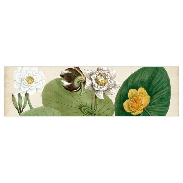 Klebefolien selbstklebend Vintage Illustration Weiße Wasserlilie