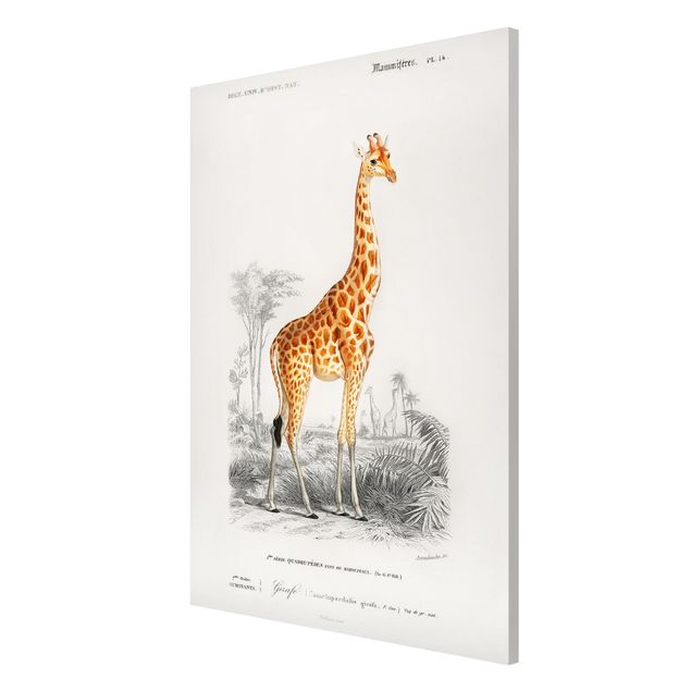Wanddeko Flur Vintage Lehrtafel Giraffe