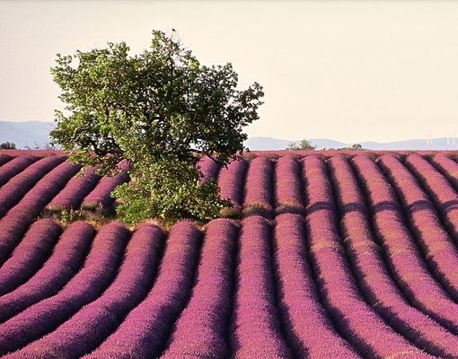 Wohndeko Blume Lavender