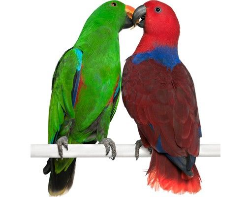 Wanddeko Esszimmer No.645 Verliebte Papageien