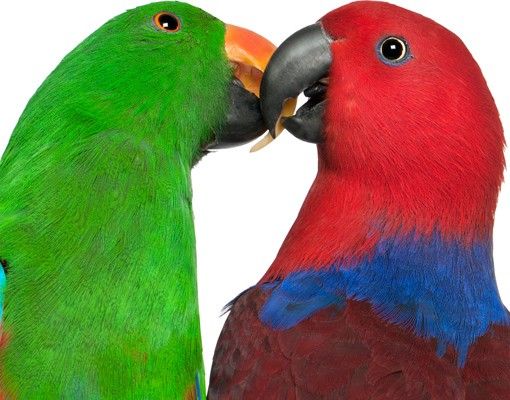 Wanddeko Flur Verliebte Papageien