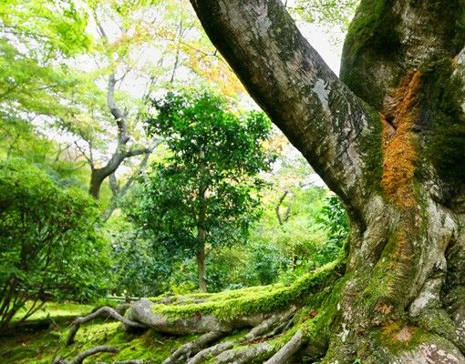 Briefkasten Natur Alter Baum